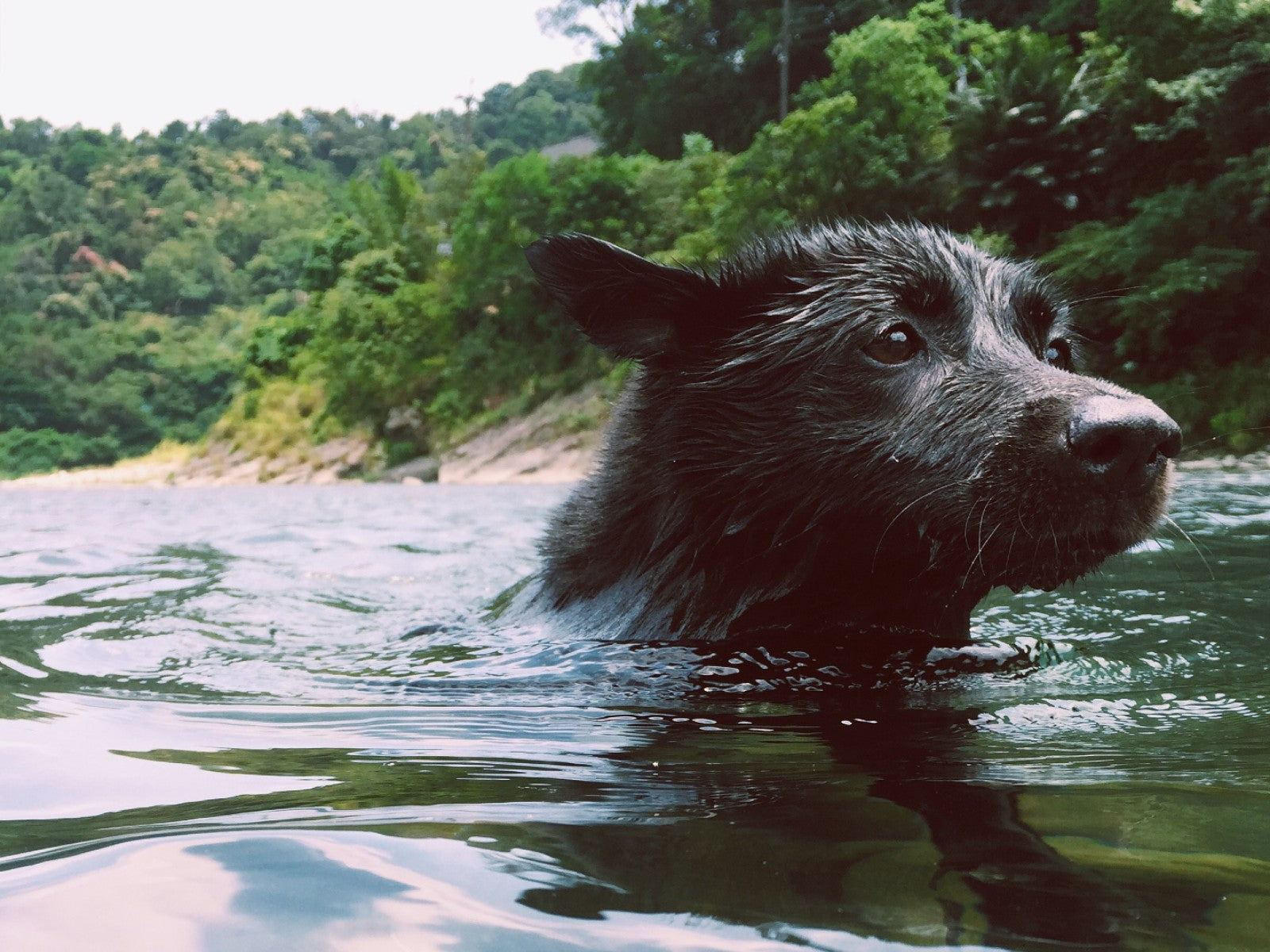 Dog Swimming In Ocean by WW on Pexels