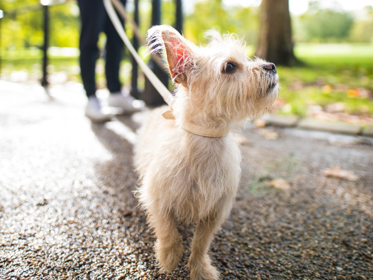 Dog Walking In Summer UK