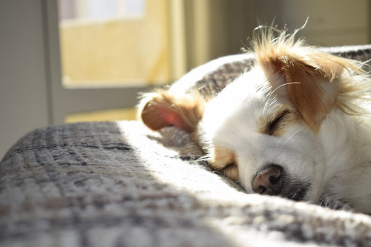 Dog Sleeping in Warm, Sunny Spot by Christian Domingues on Pexels