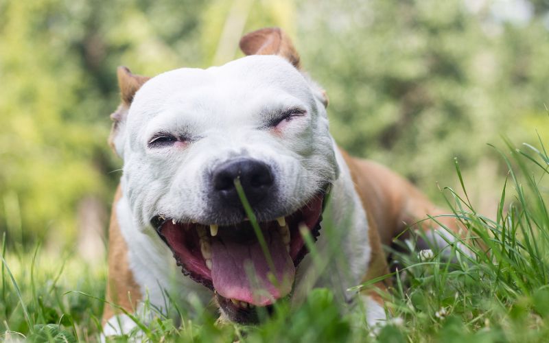 Can I walk my dog with kennel cough?