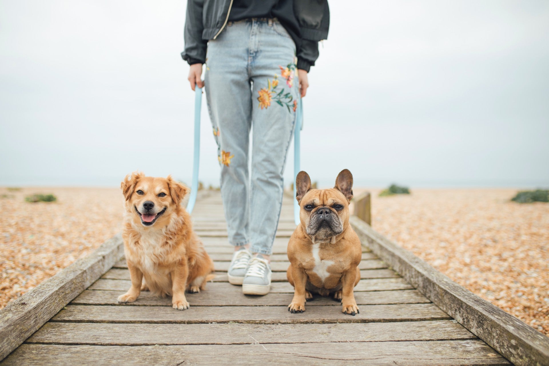 An Owner with Two Dogs for Companionship