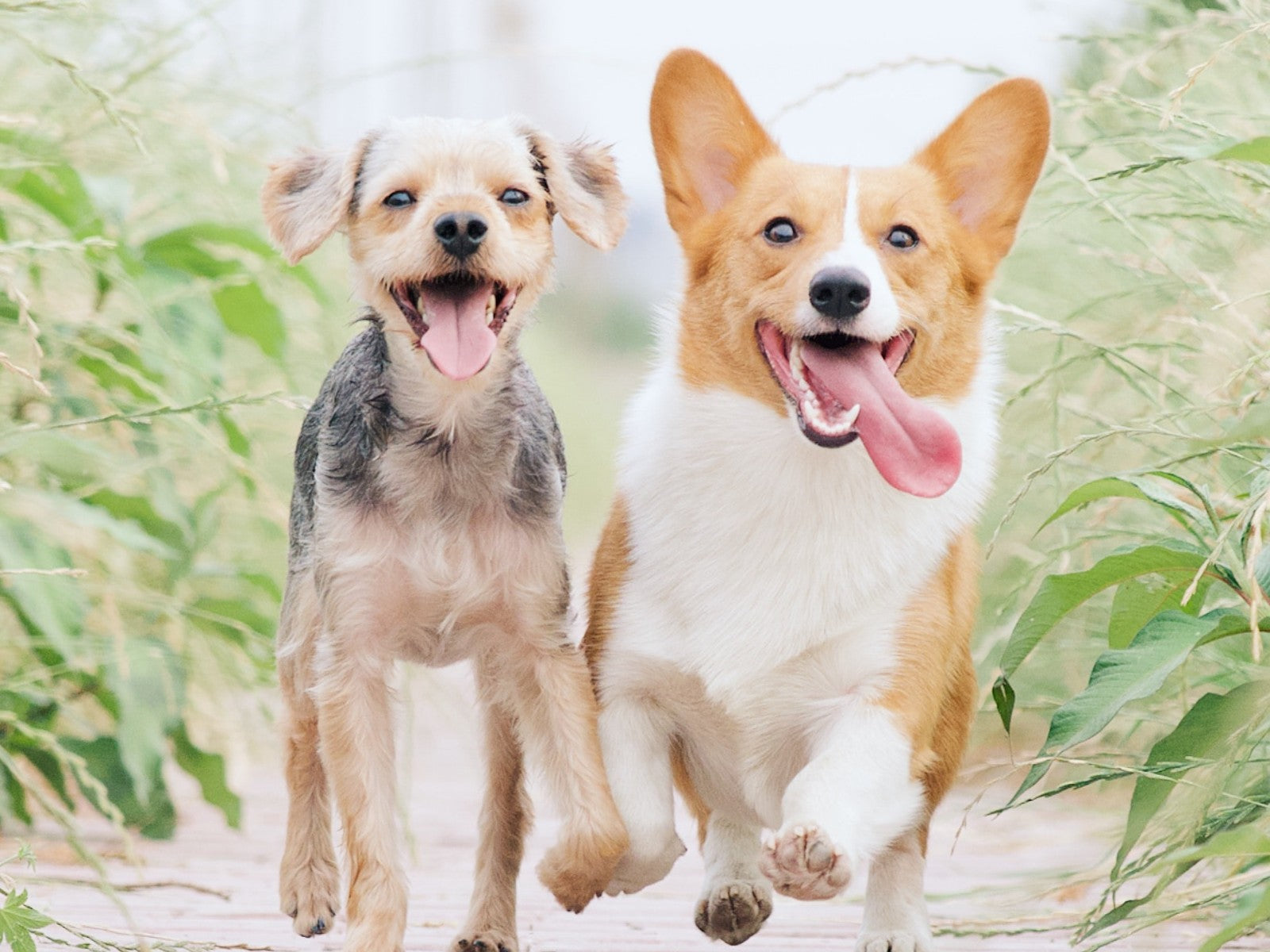 Dogs Keeping Cool While Running by Alvan Nee on Unsplash