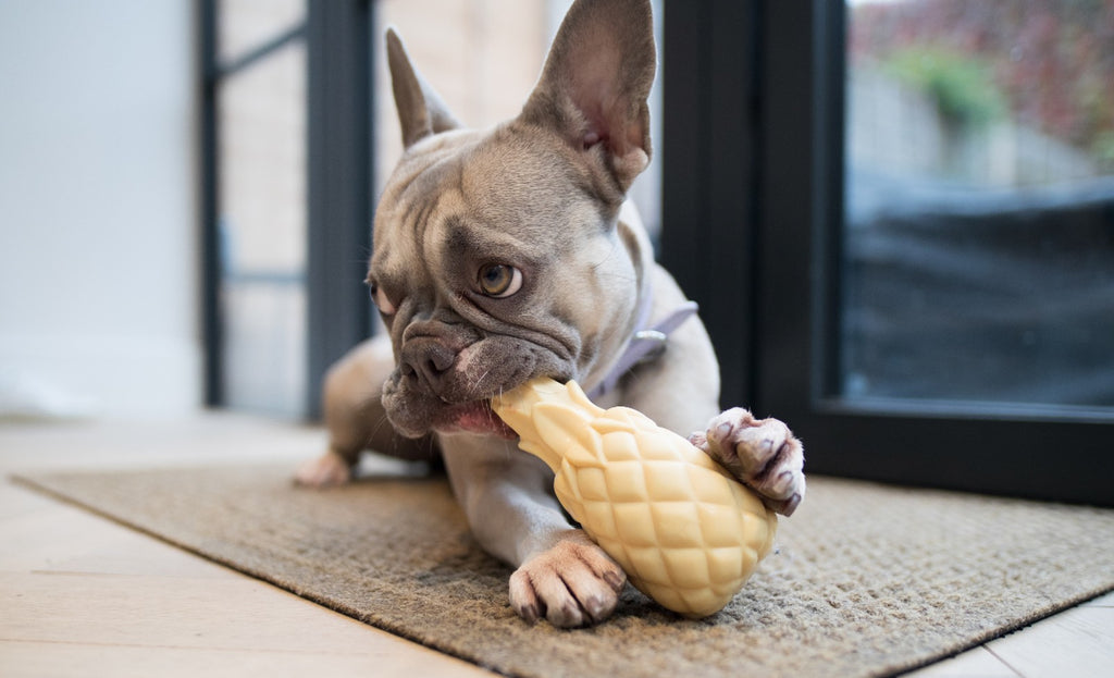 What Are The Best Toys For French Bulldogs?