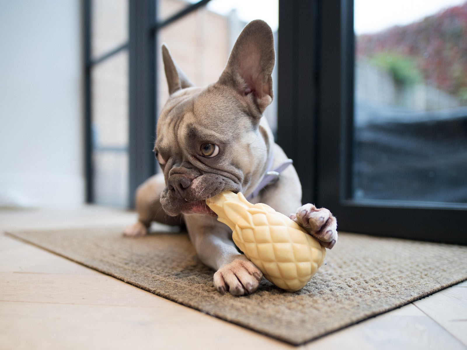 French Bulldog Accessories