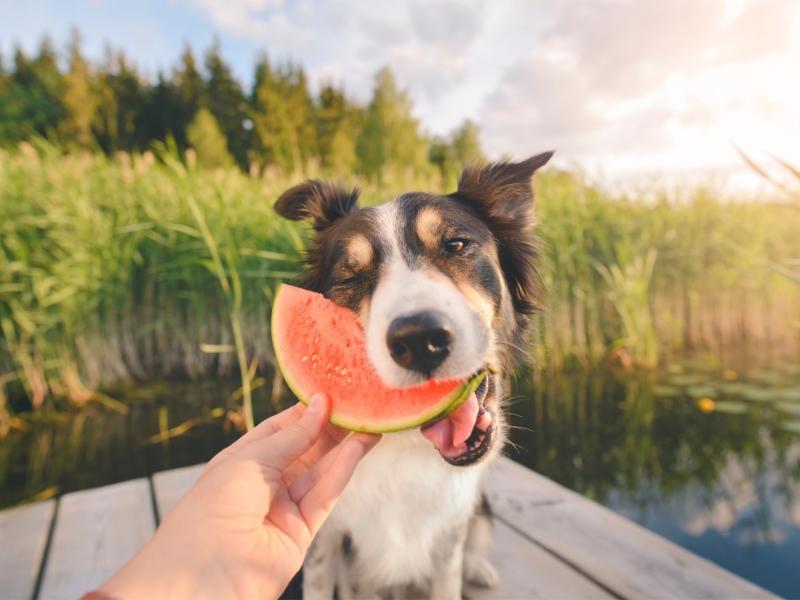 What Fruit Can Dogs Eat by Fenne on Canva