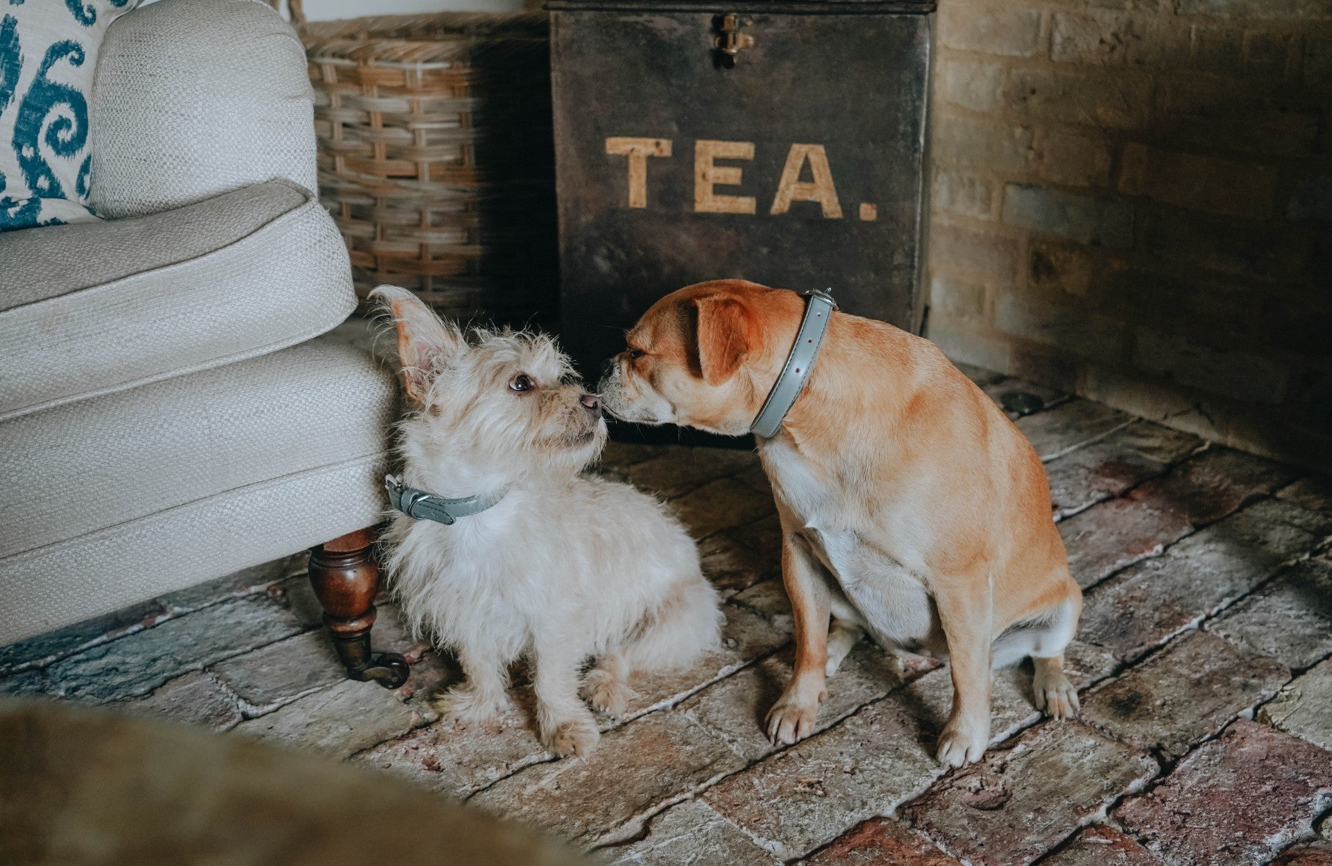 Two Dogs Wearing Vegan Leather Dog Collars