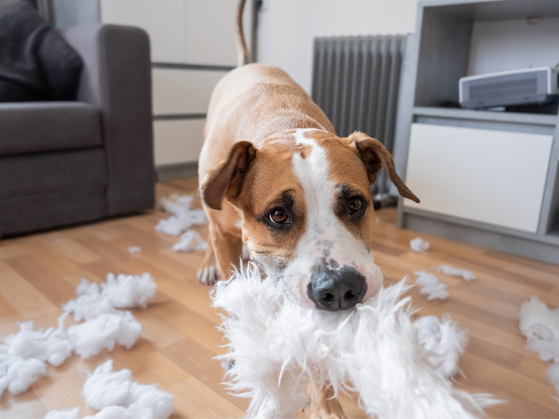 How to stop a dog from chewing everything in sight
