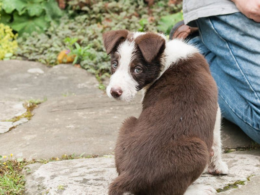 How to teach a dog its name once it arrives home