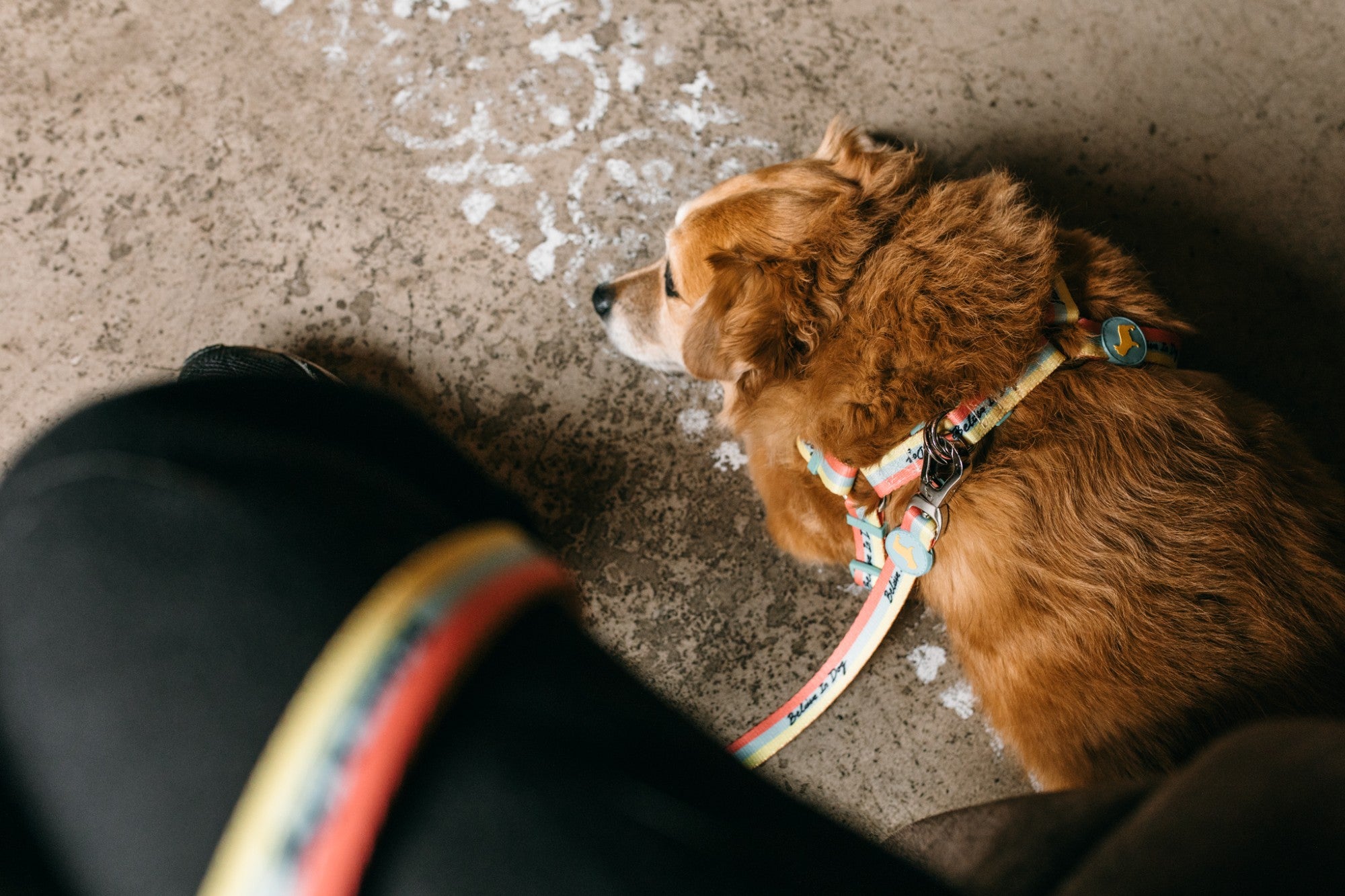 Reflecting on International Dog Day 2022