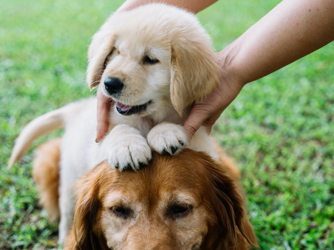 Puppy & Older Dog by Anna Tarazevich from Pexels