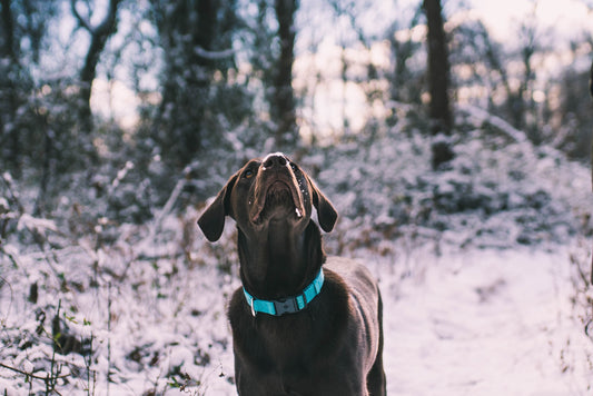 Winter Dog Walk by Joe Leahy from Unsplash (Under the Unsplash Creative Commons License)