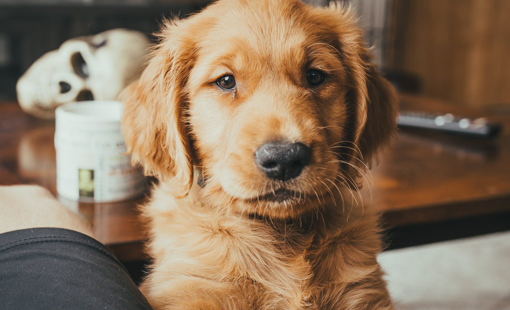 10 of the Best Dog Breeds for First-time Owners | Barc London
