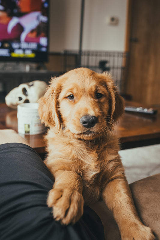 Golden Retriever puppy climbing on owners lap