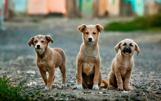 Lockdown Dogs Abandoned by Anoir Chafnik