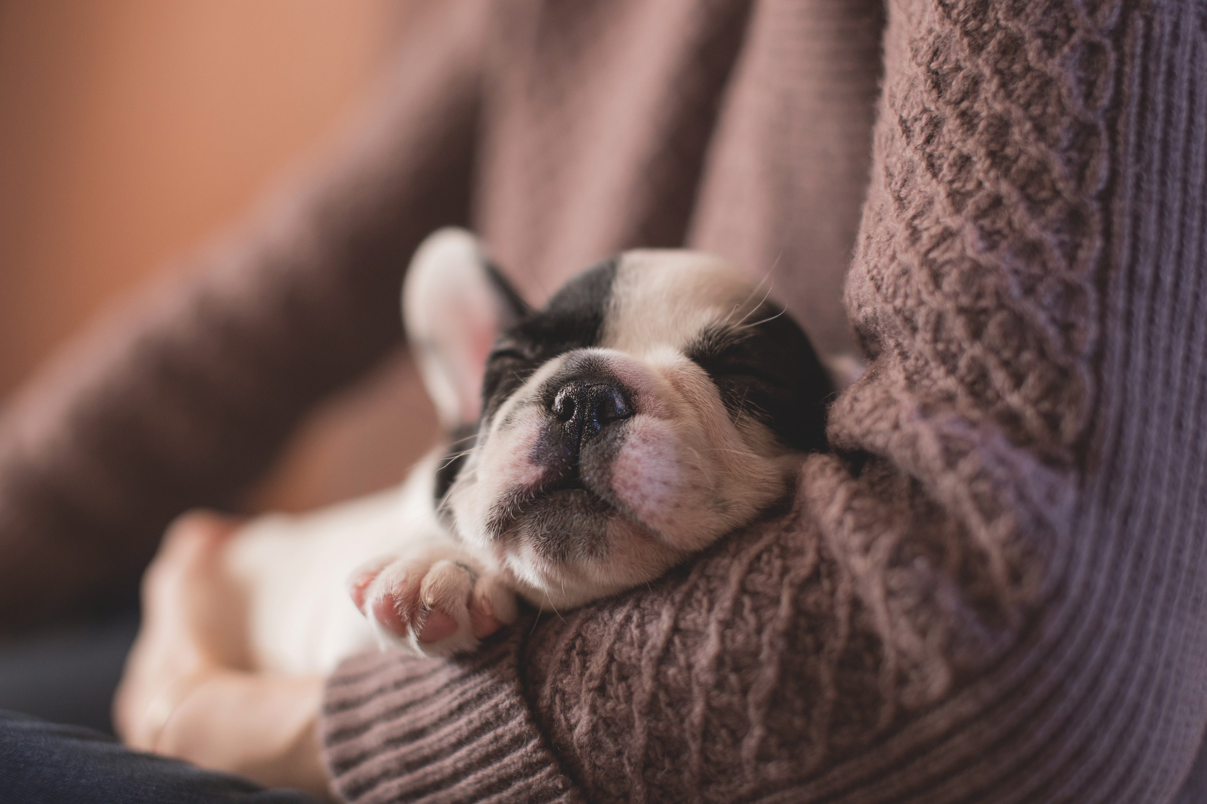 The Complete Guide to Puppy Accessories