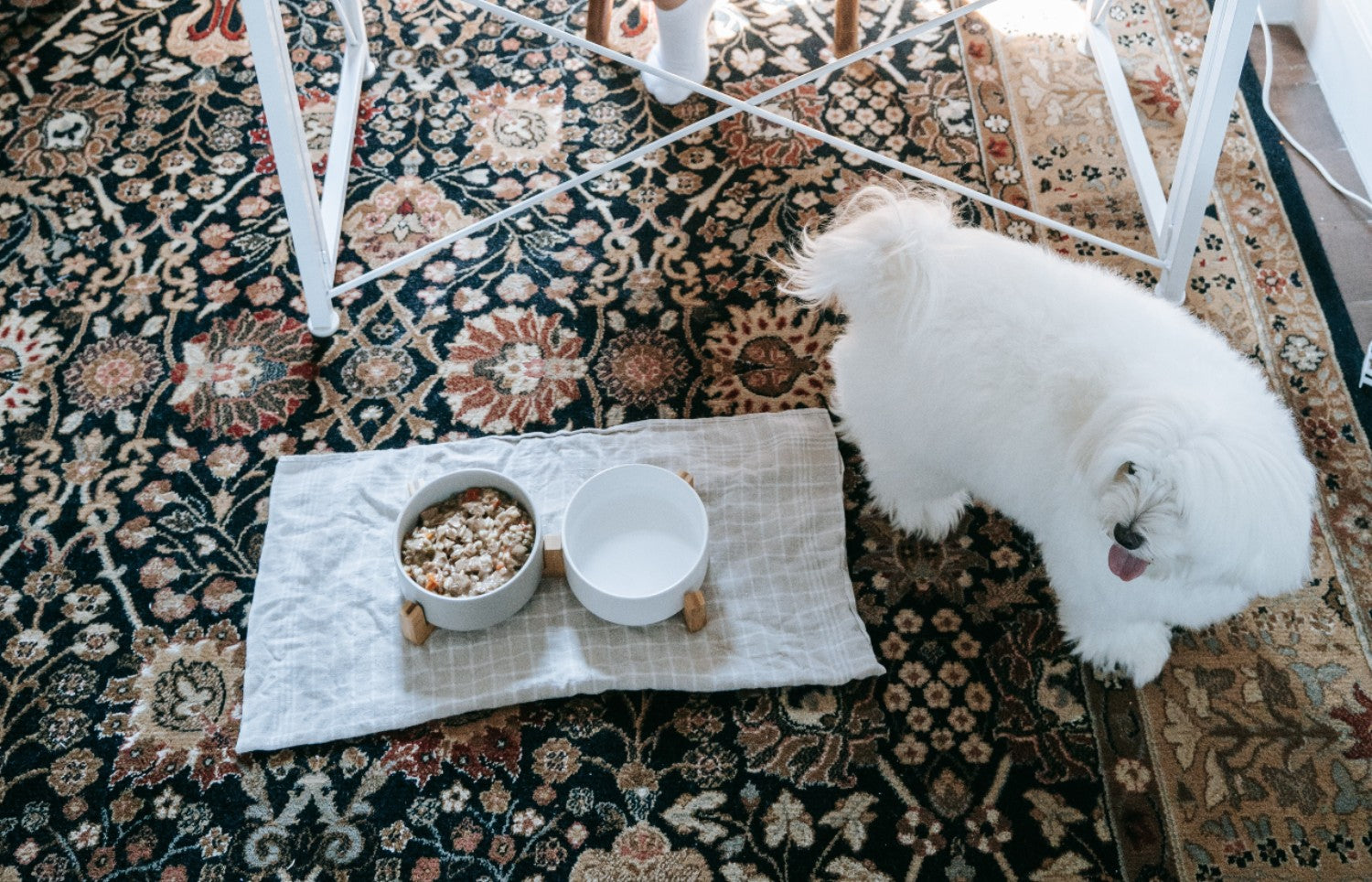 Healthy Wet Dog Food for Senior Dog