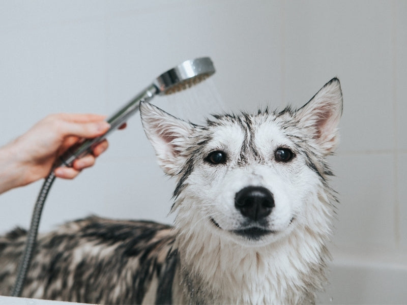 Shiny Dog Coat Tips by Sergeeva on Canva