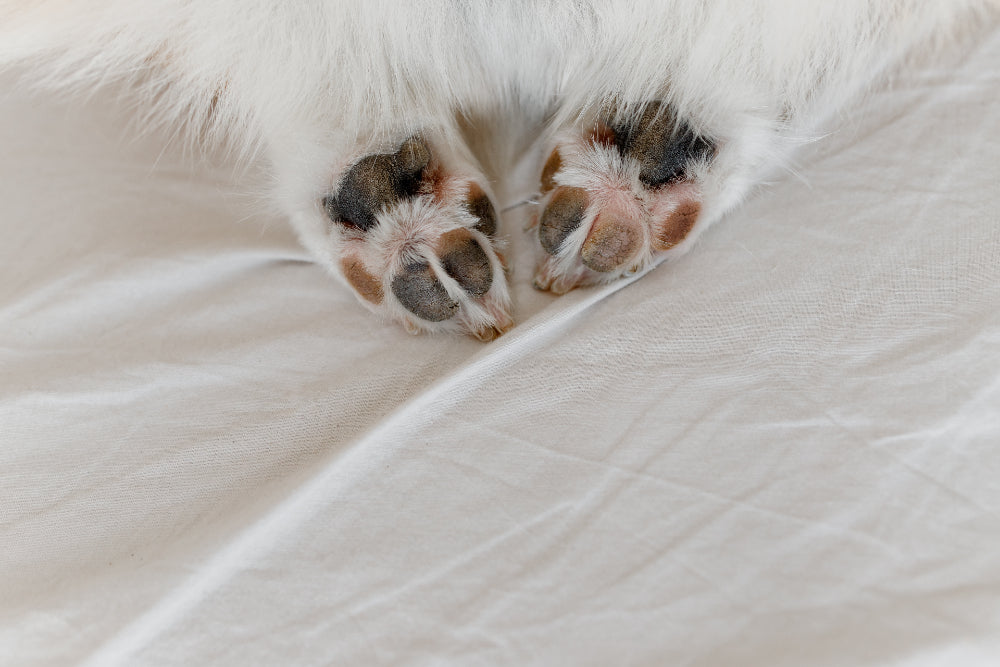 Should My Dog Sleep in My Bed?