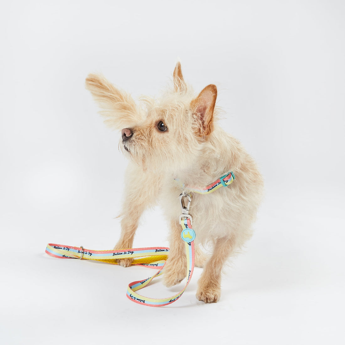BARC X WAHF: The new collection