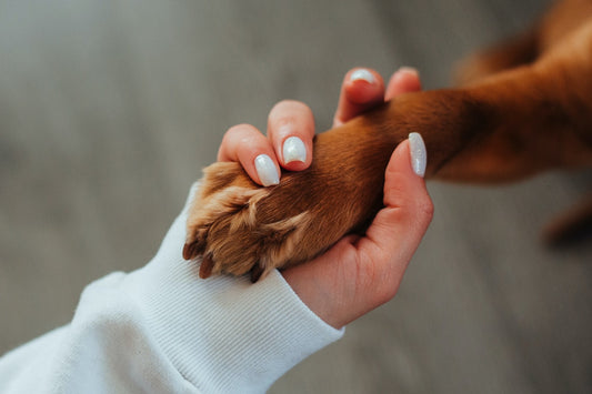 Signs your dog trusts you and shares an emotional connection