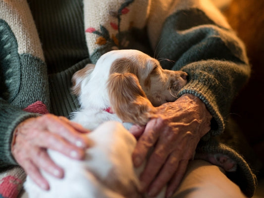 What are therapy dogs and what do they do?