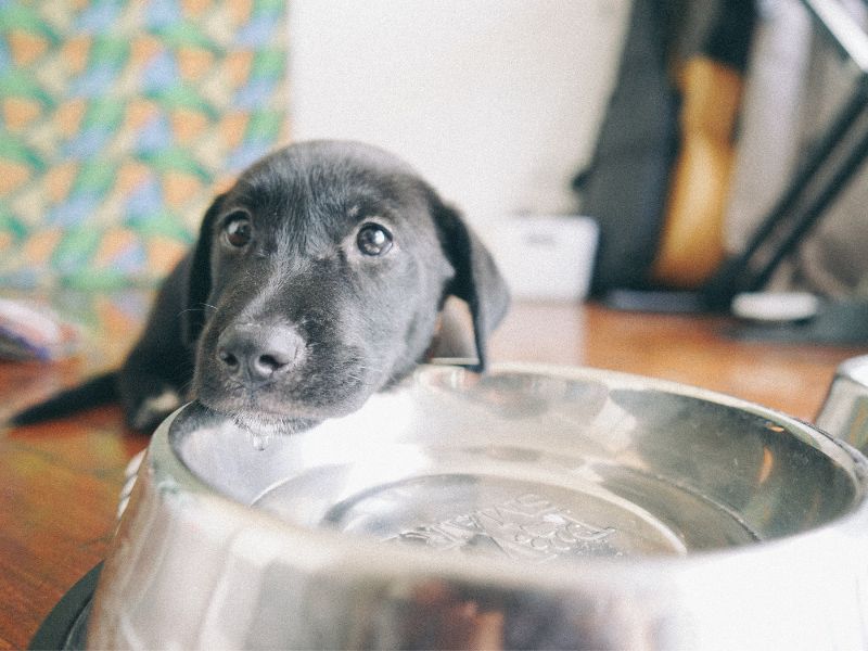 Puppy by Water Bowl. Photo Credit:  Studio Philippines, Canva