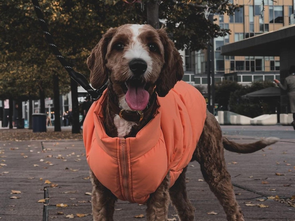 The best waterproof dog coats to keep pups dry during walkies