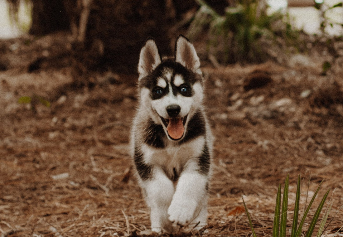 Hyper Puppy Running in Forest by Cody Board on Unsplash