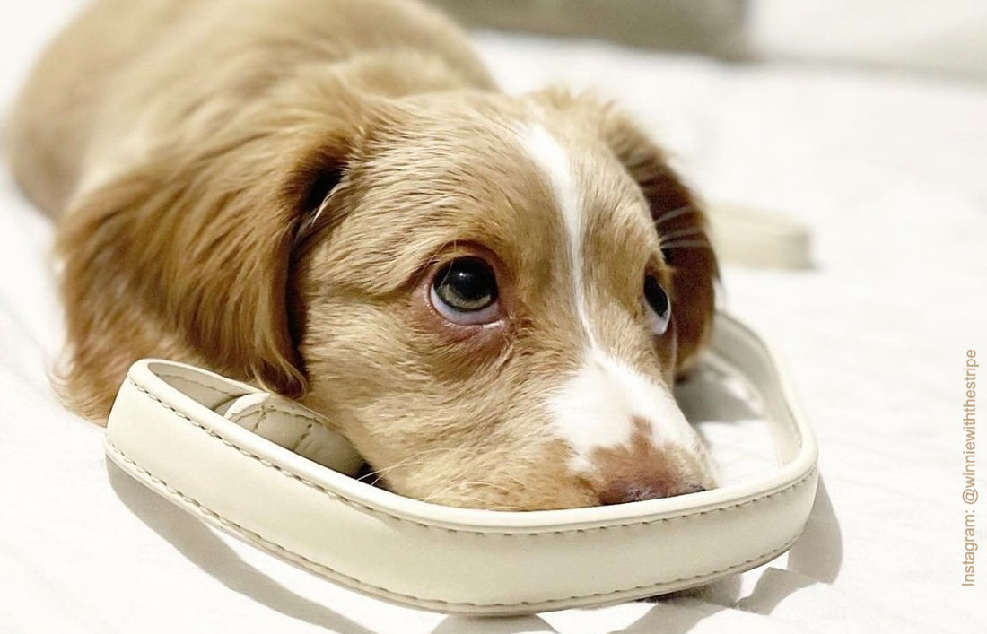 When to take a puppy for a walk