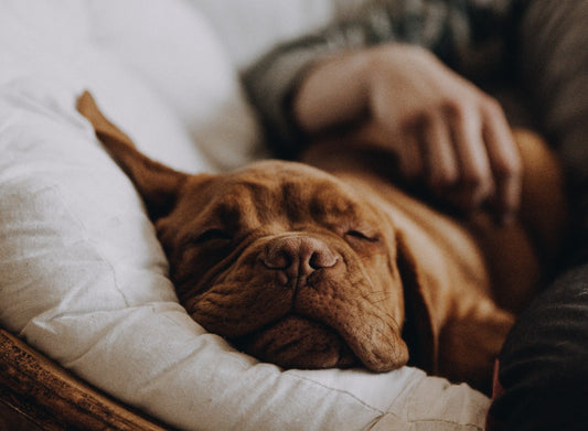 Dog Sleeping With Owner. Photo Credit: Serjan Midili, Unsplash