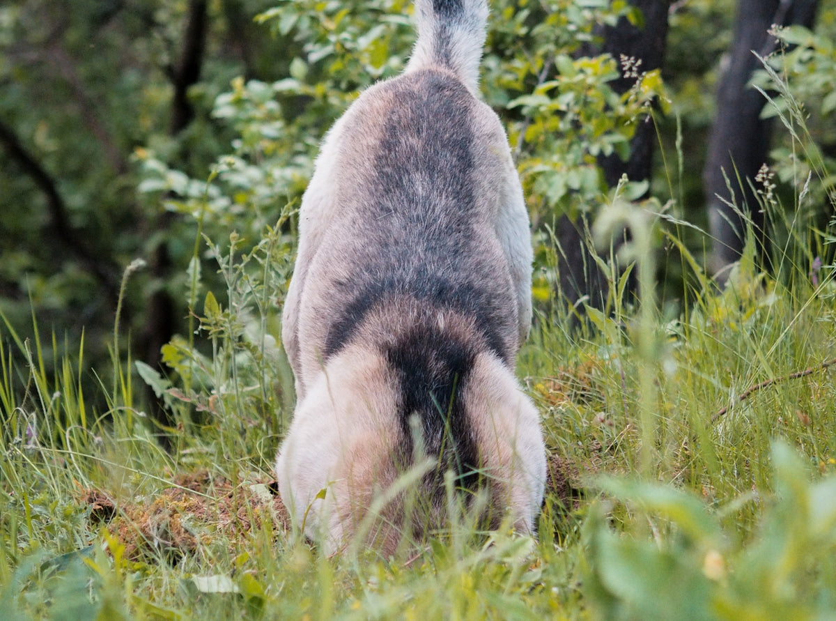 Dog hiding treats - Photo by  Lawrence Chismorie on Unsplash