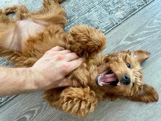 Why Do Dogs Like Belly Rubs by Brad Covington on Canva