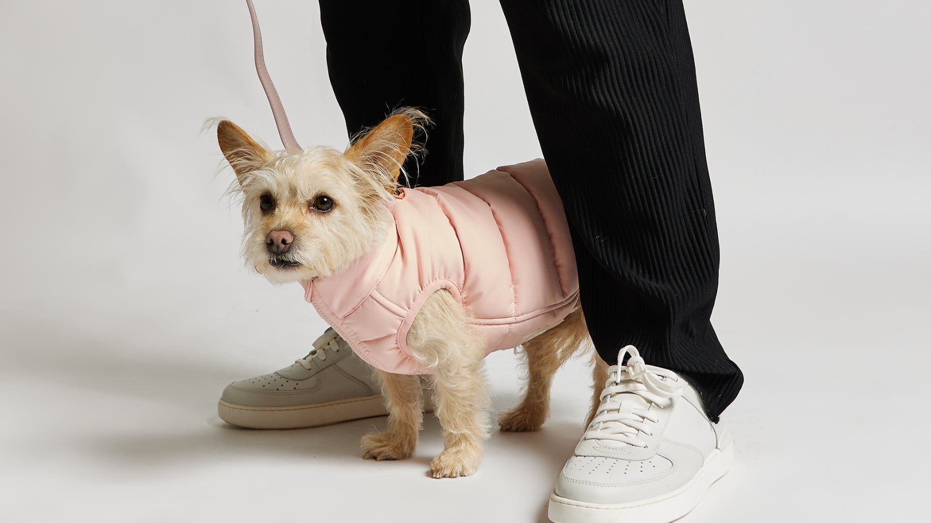 Dog coats and jackets by Barc London