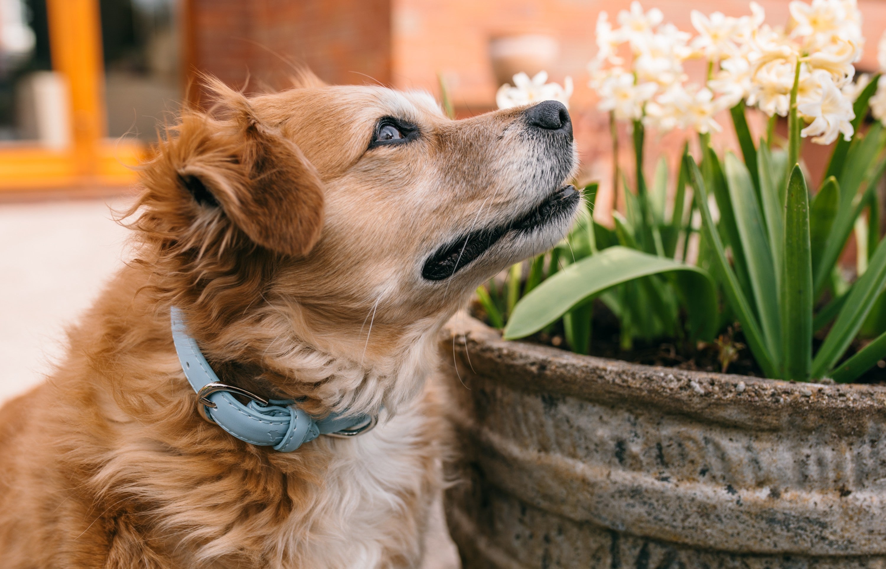 Blue Dog Accessories & Apparel by Barc London