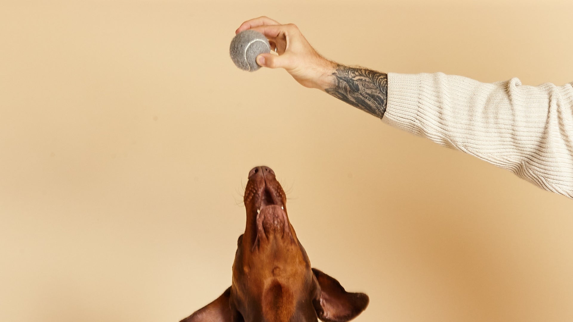 dog jumping for grey barc london tennis ball