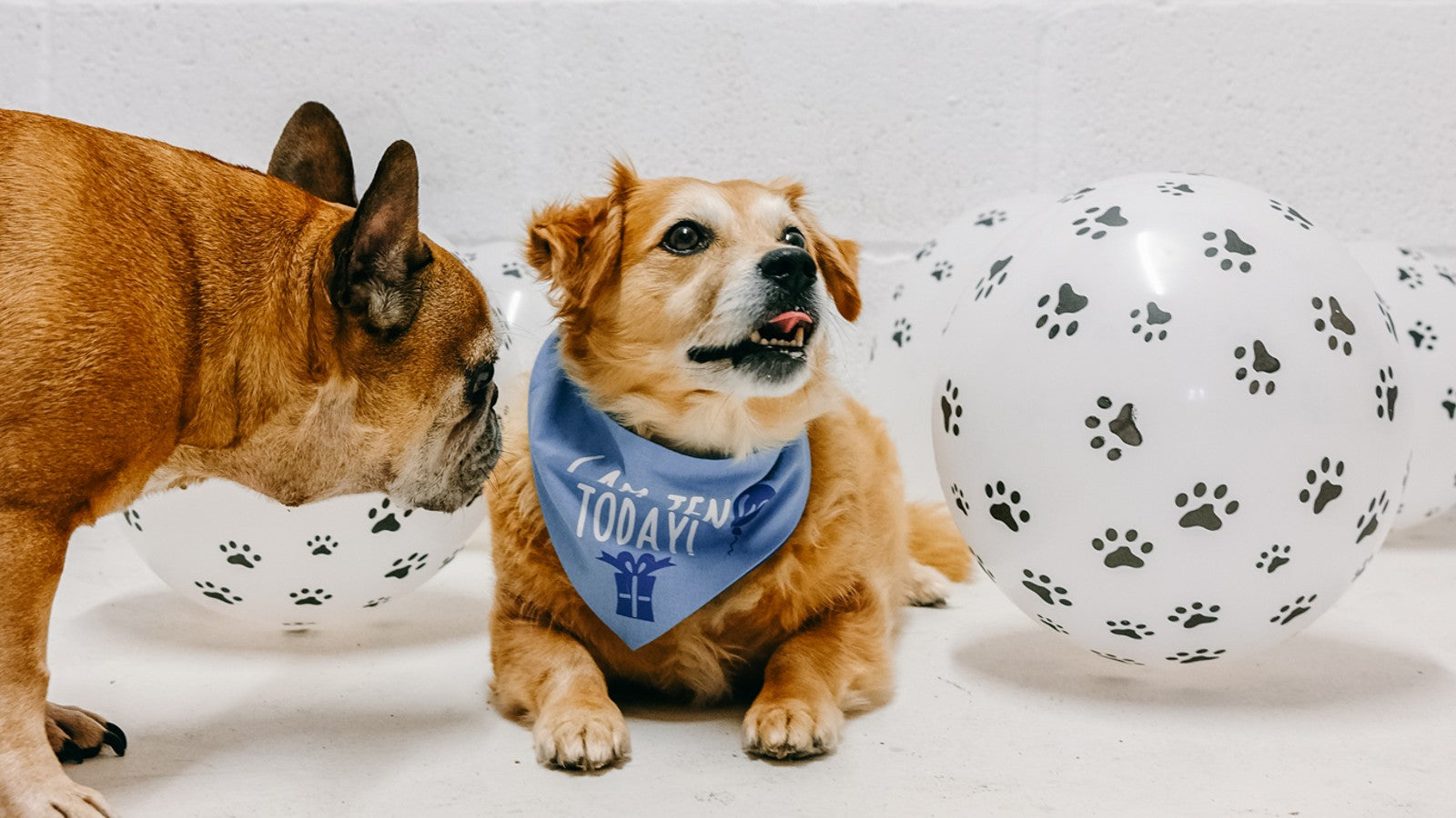 Dog Gifts for UK Dogs