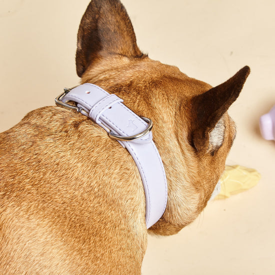 Dog Wears Lilac Dog Collar around Upper Neck