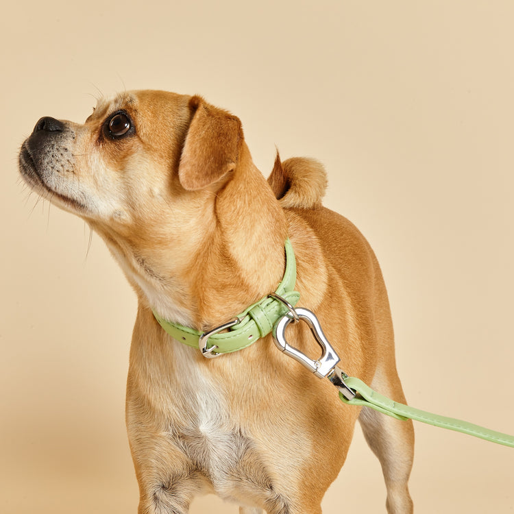Medium Sized Dog Wearing Green Dog Collar and Lead Set