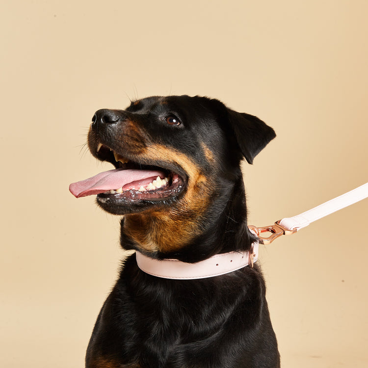 Large Dog Wearing Pink Dog Collar and Lead Set