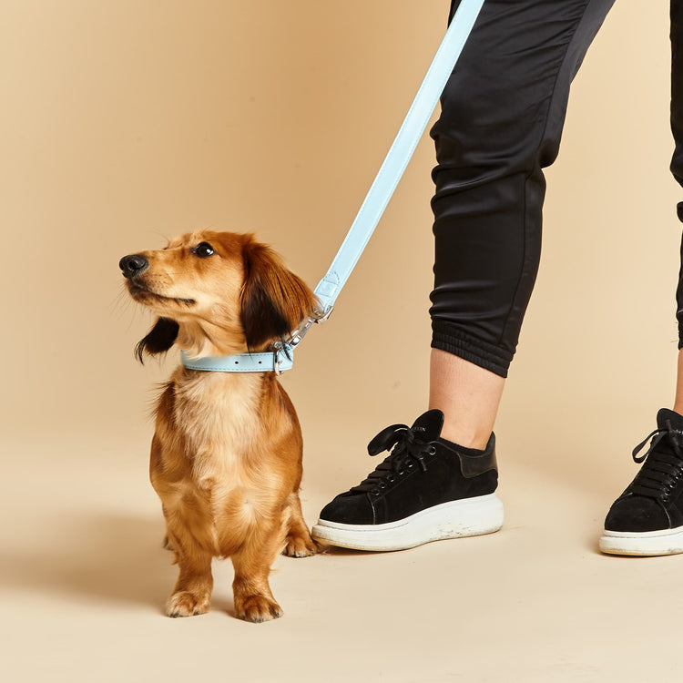 Small Dog Wearing Blue Collar and Dog Lead