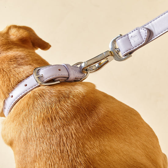 Lilac Dog Lead clipped to Dog Collar with Chrome Clasps