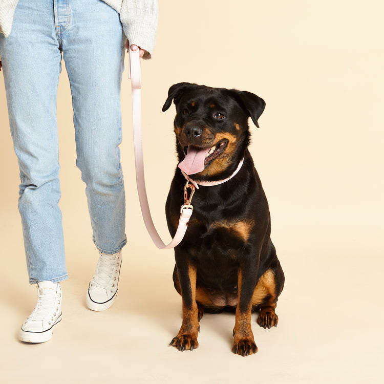 Large Dog Wears Matching Pink Dog Collar & Lead Set