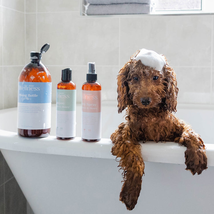 Cockapoo puppy having a bath with shea butter shampoo