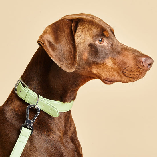 Collar and Lead Set in Lush Green, by Barc London