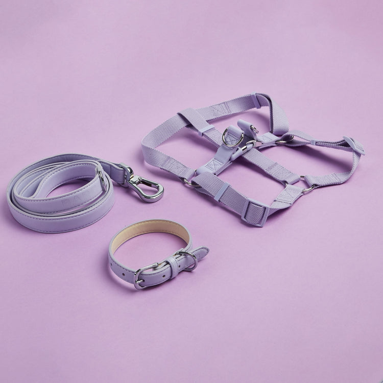 Harness, Collar and Lead Set in Purple