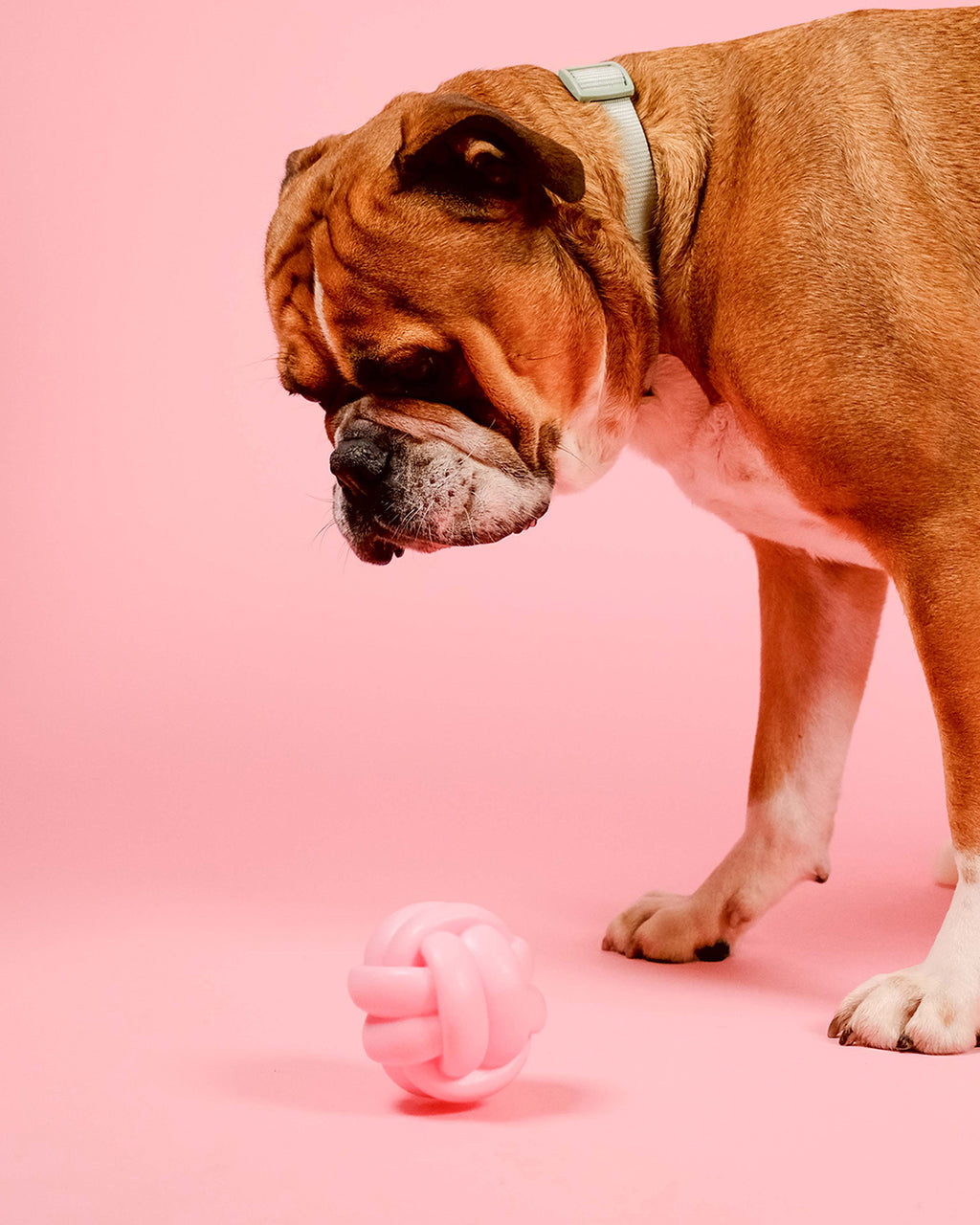 Knotball Squeaky Dog Toy