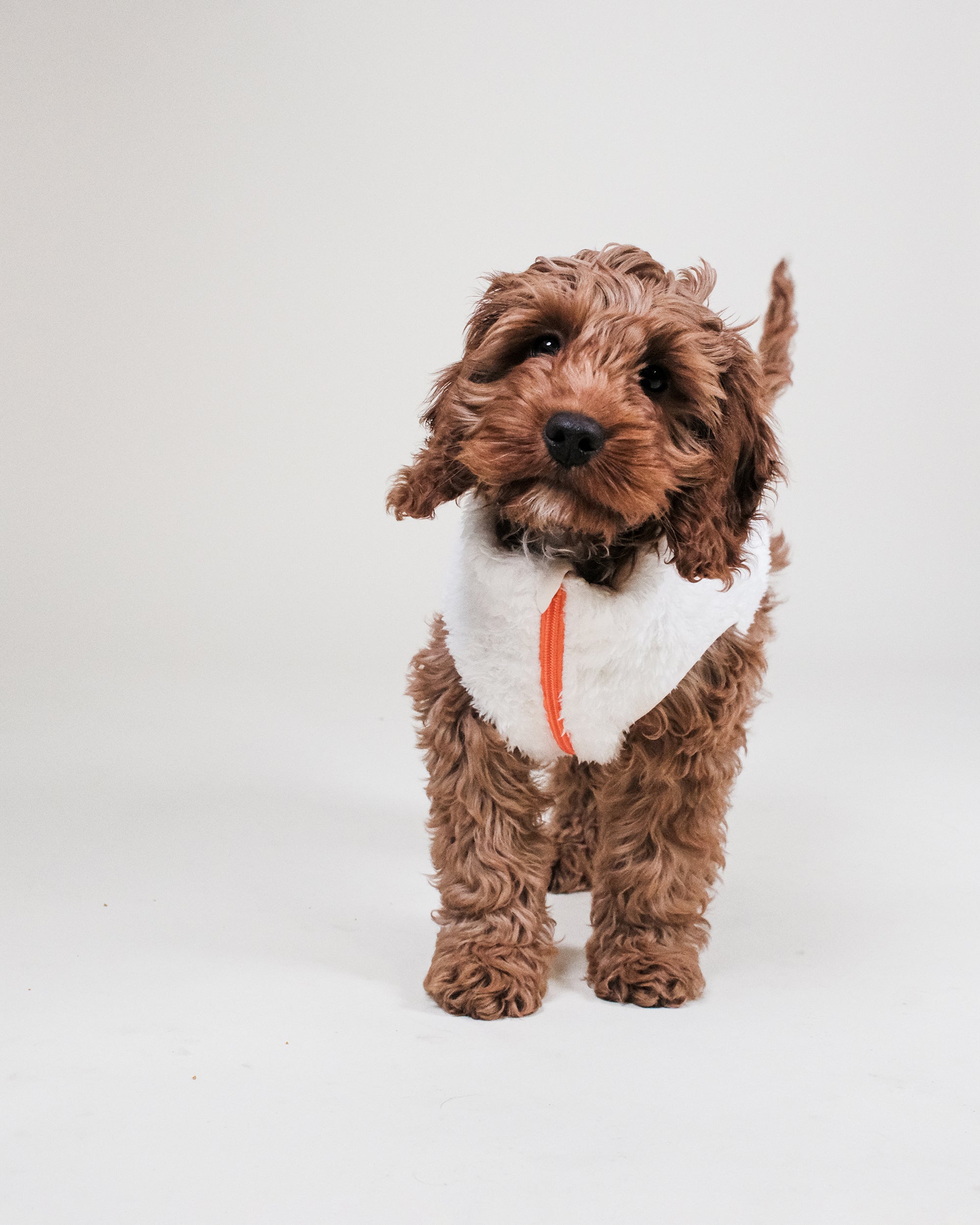 Cream Sherpa Fleece Dog Vest