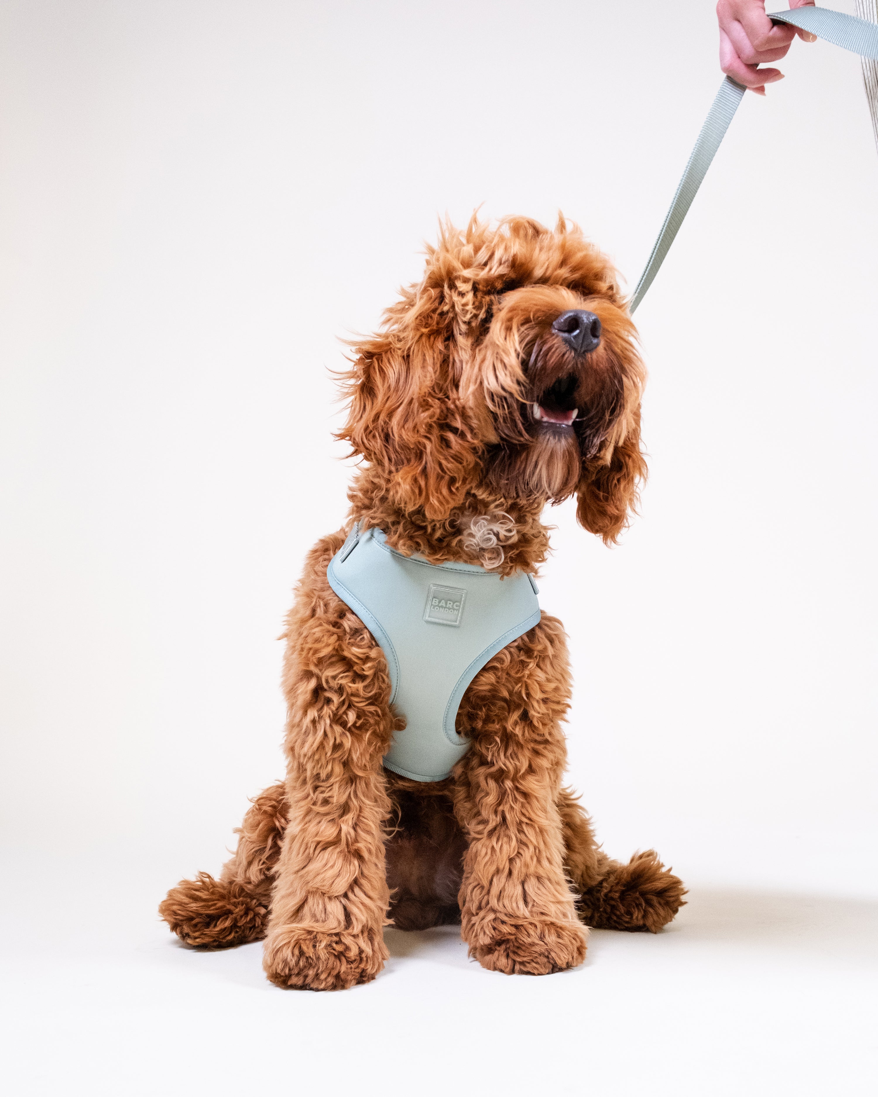 Pistachio Green Easy Fit Dog Harness