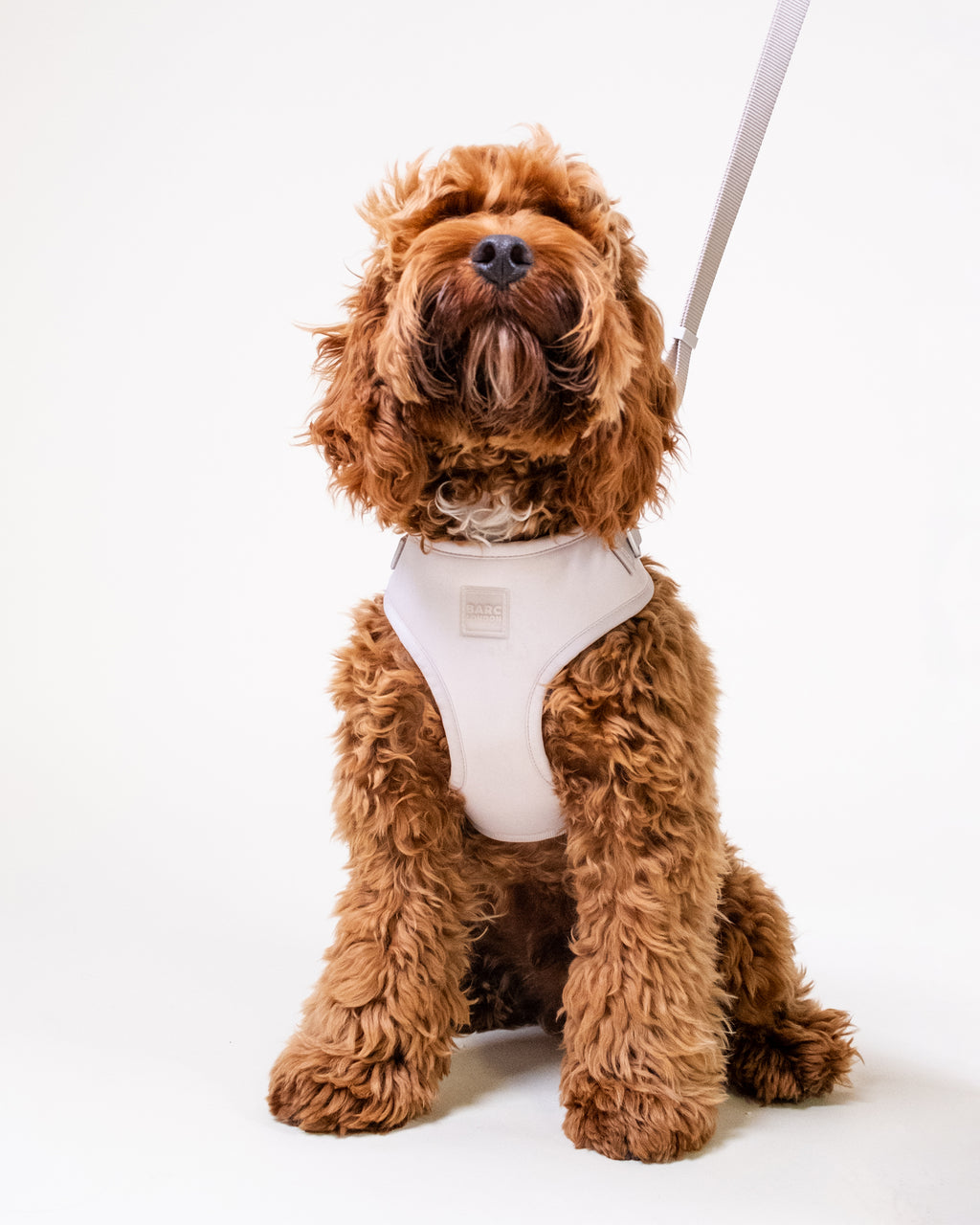 Vanilla Cream Easy Fit Dog Harness