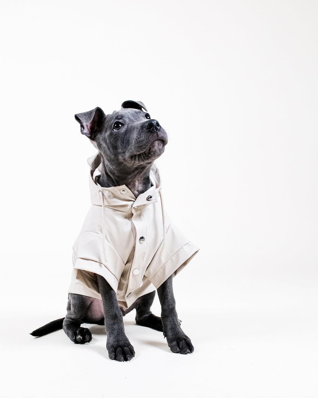 Stone Dog Raincoat